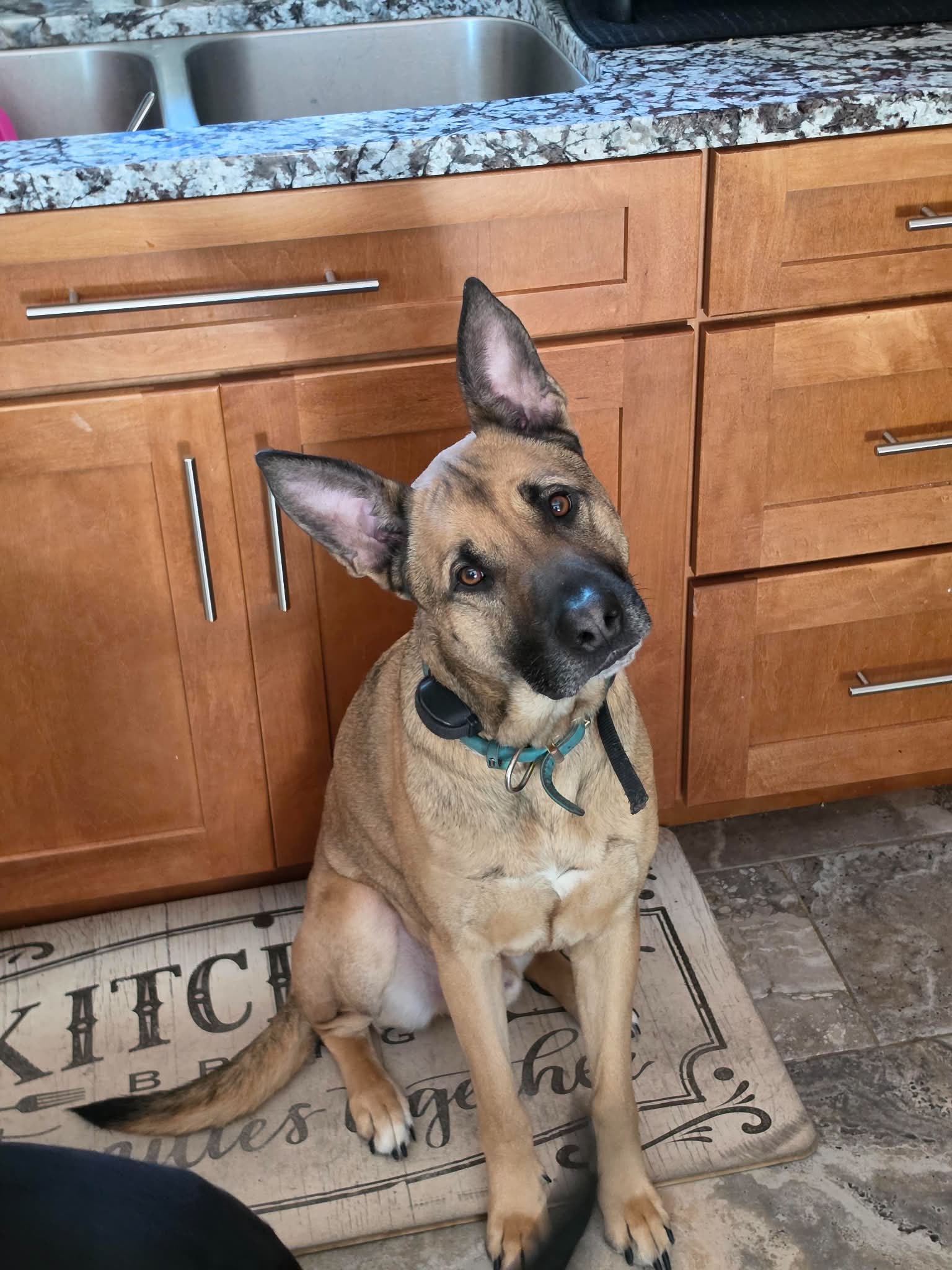 Scooby Doo