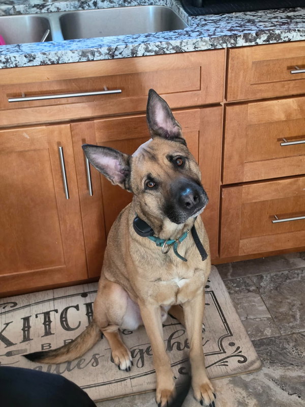 Scooby Doo