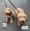 Milo - Photo 1