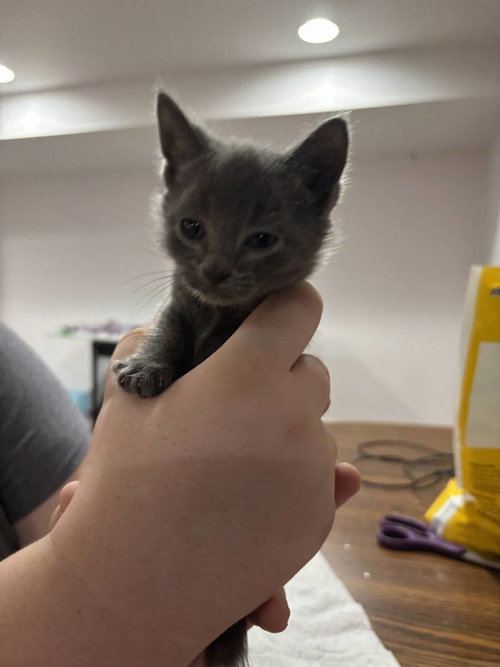 Cat photo 3