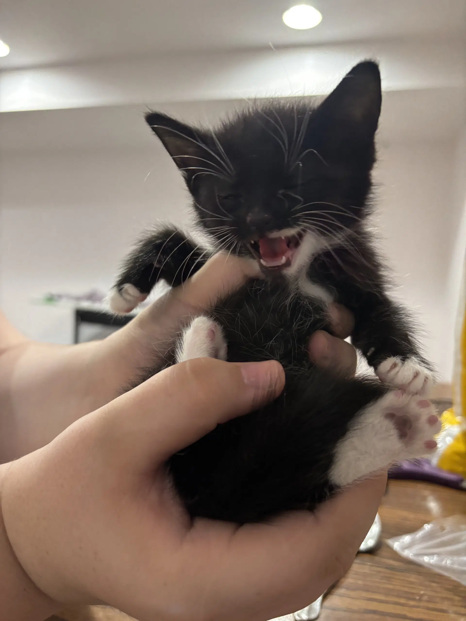 Cat - Nikolai image 4