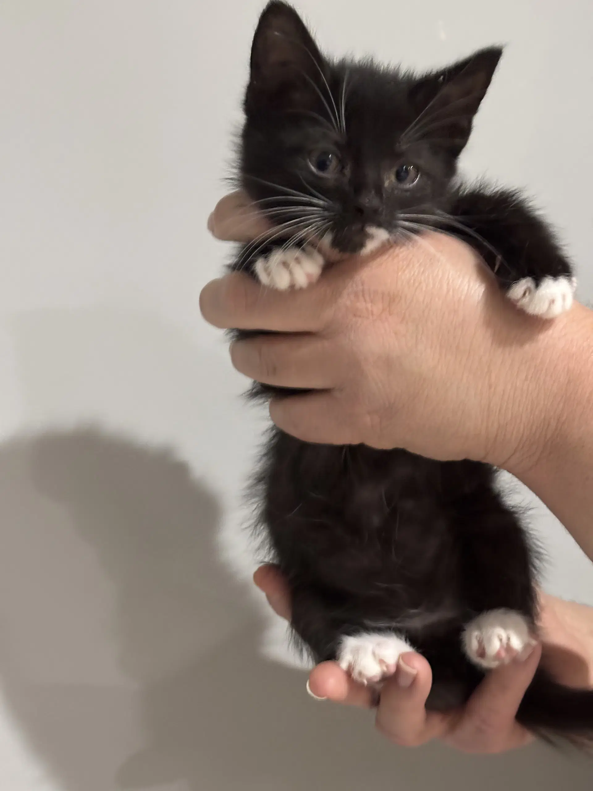 Cat - Nikolai - Domestic Short Hair