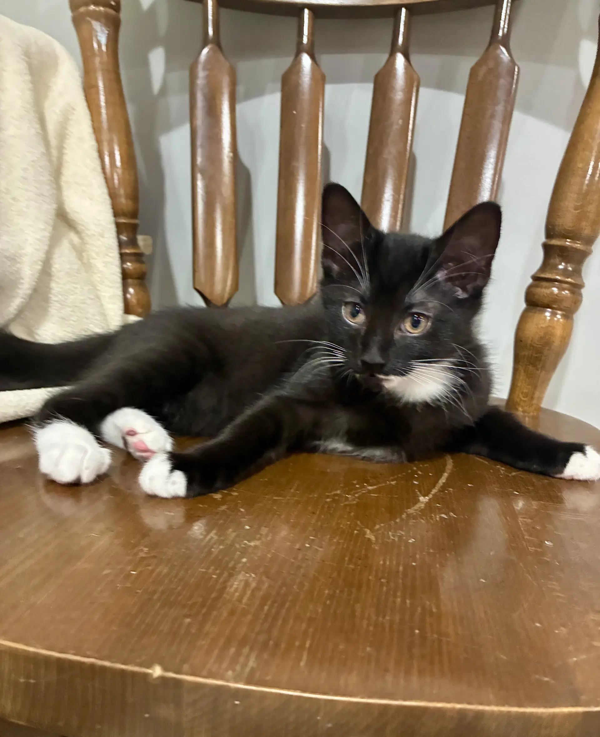 Cat - Nikolai image 3