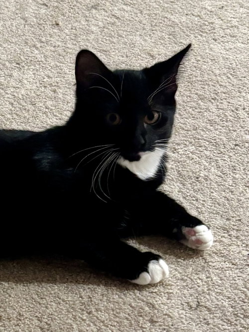 Photo 2 of CAT - Nikolai