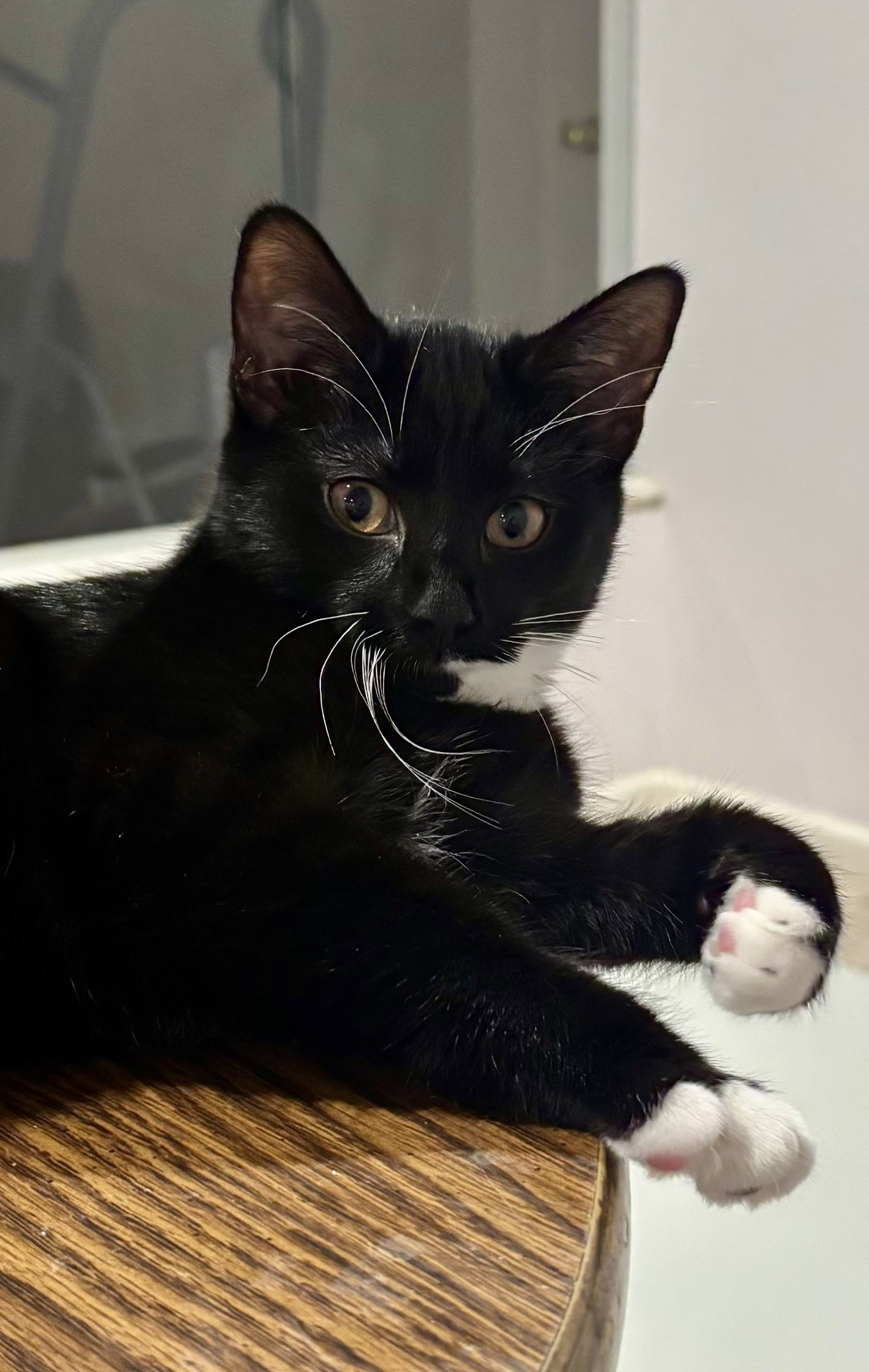 CAT - Nikolai, photo 3