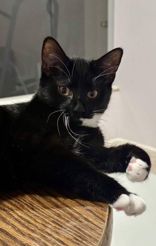 Photo 3 of CAT - Nikolai