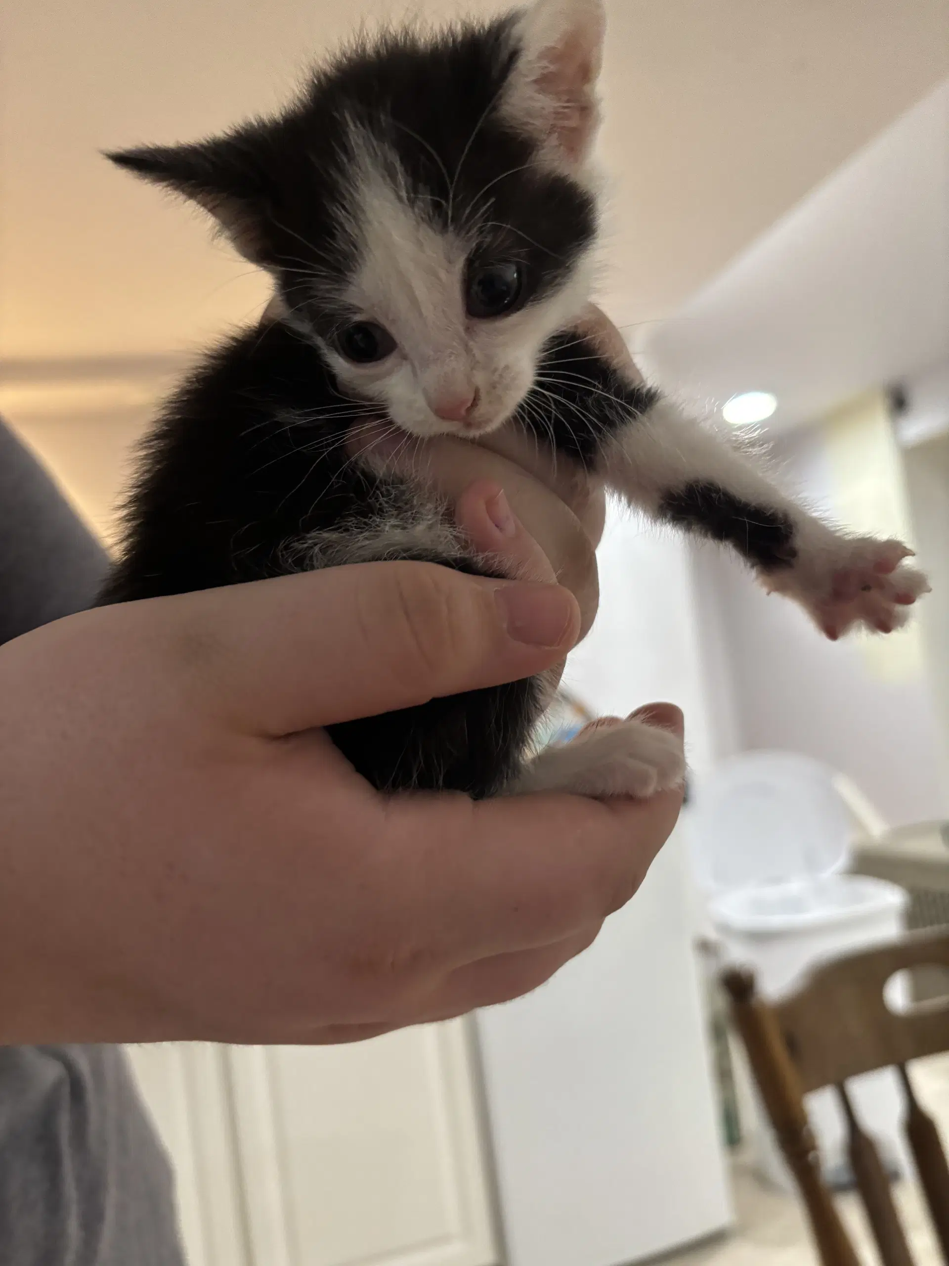 Cat - Nikita image 4