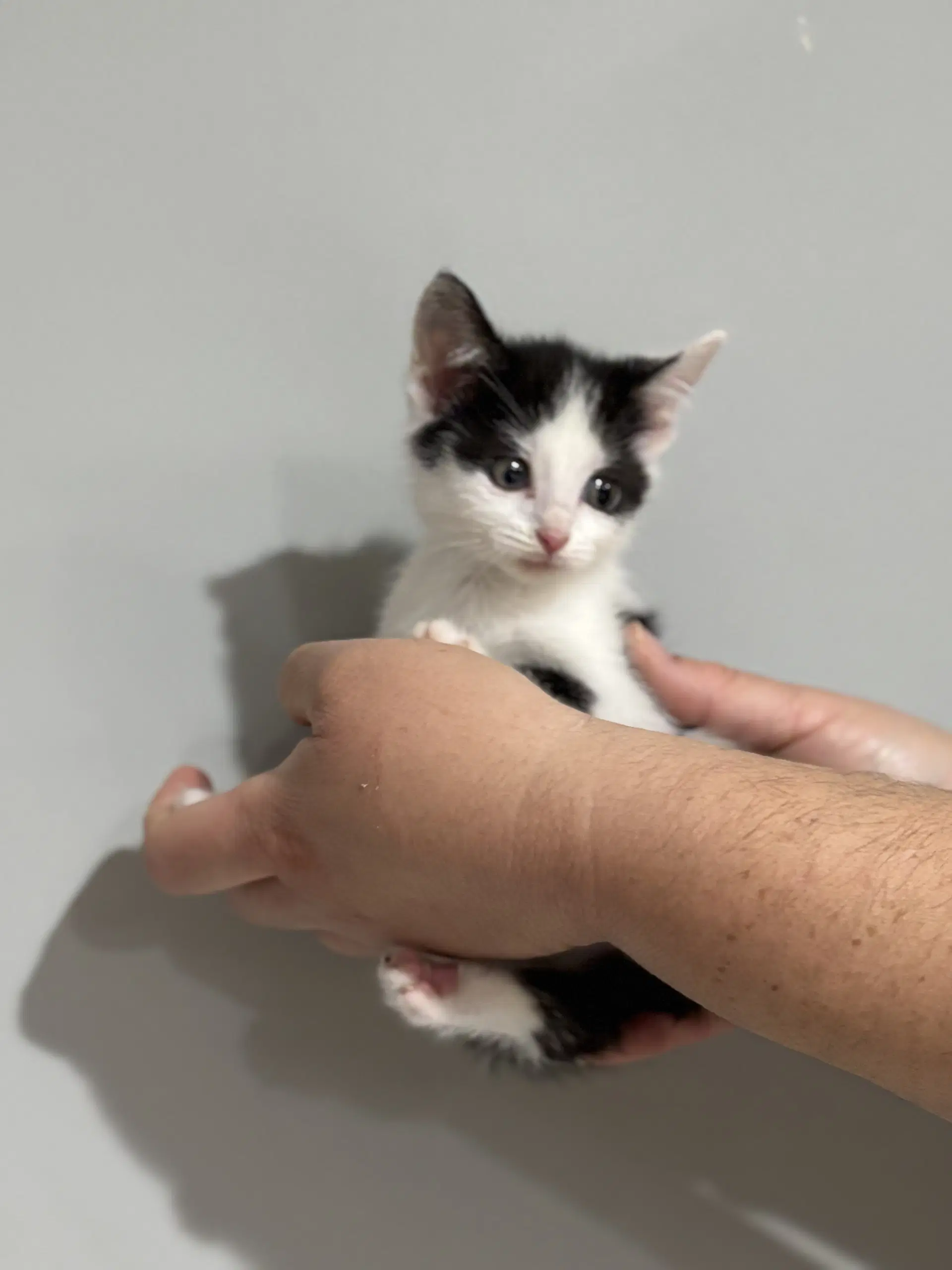 Cat - Nikita - Domestic Short Hair
