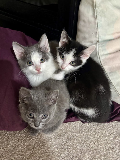 Cat photo 2