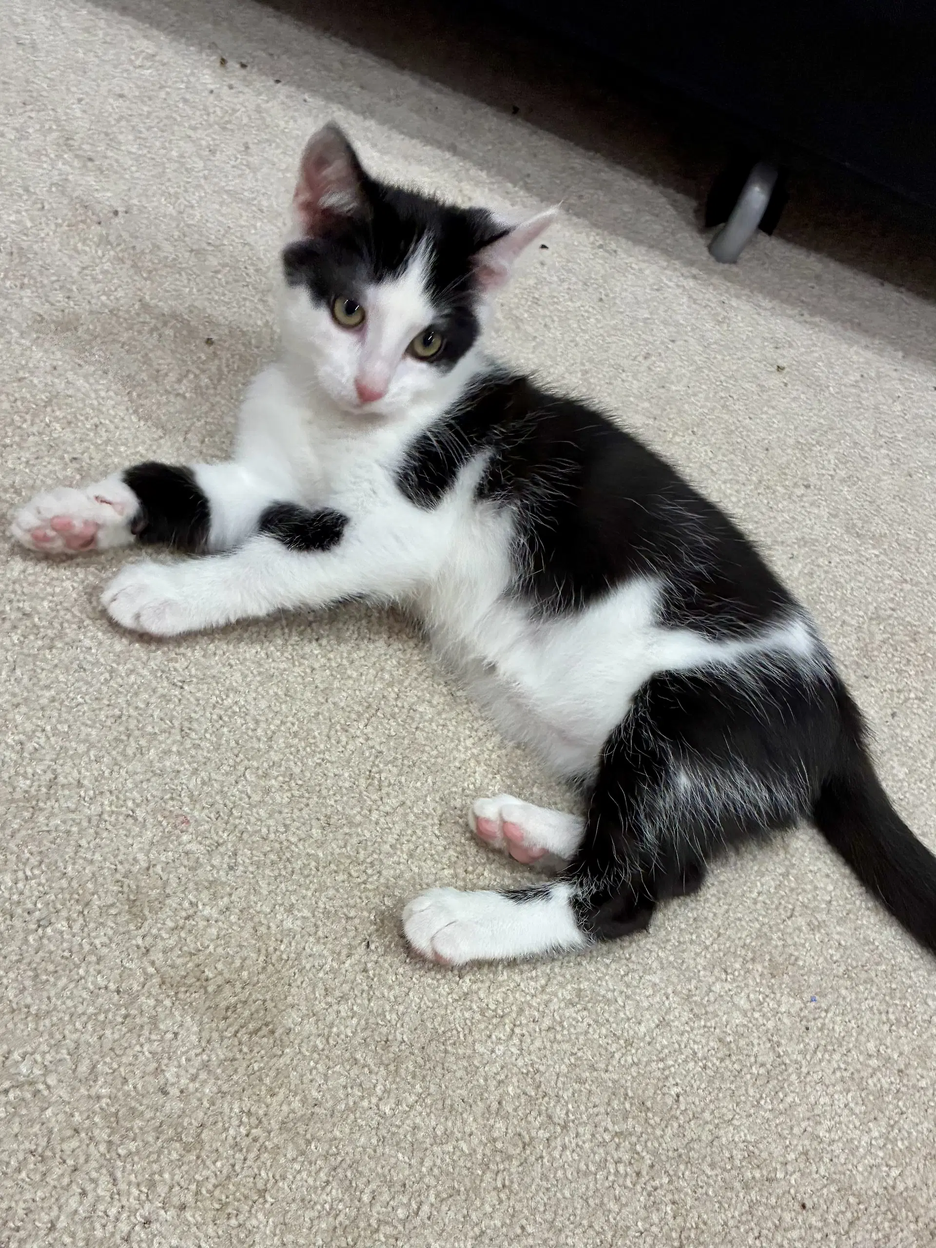 Cat - Nikita image 3