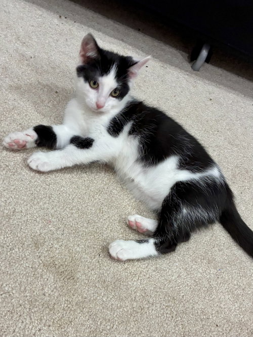 Photo 4 of CAT - Nikita