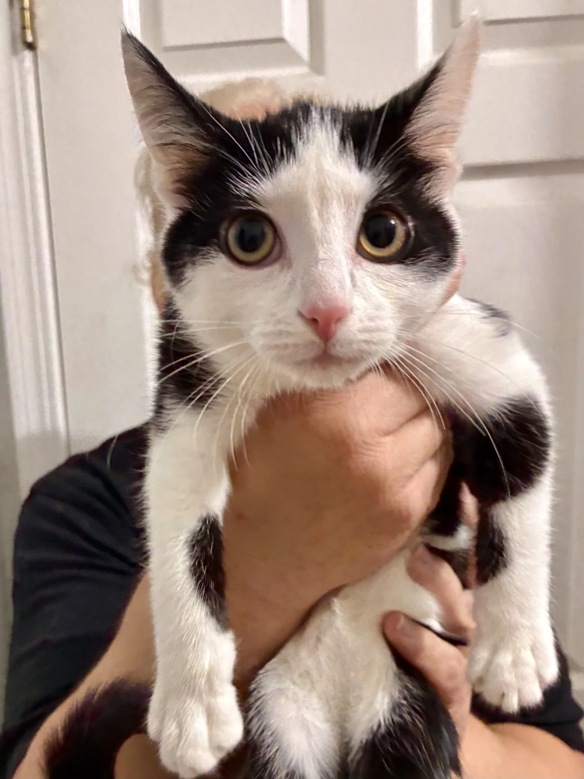 Cat - Nikita