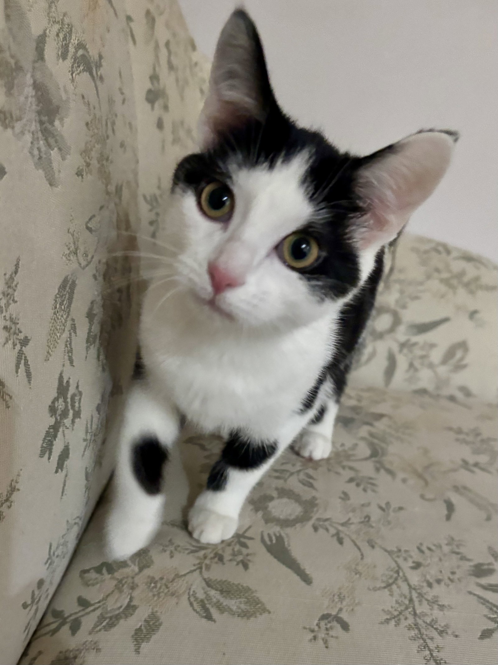 CAT - Nikita