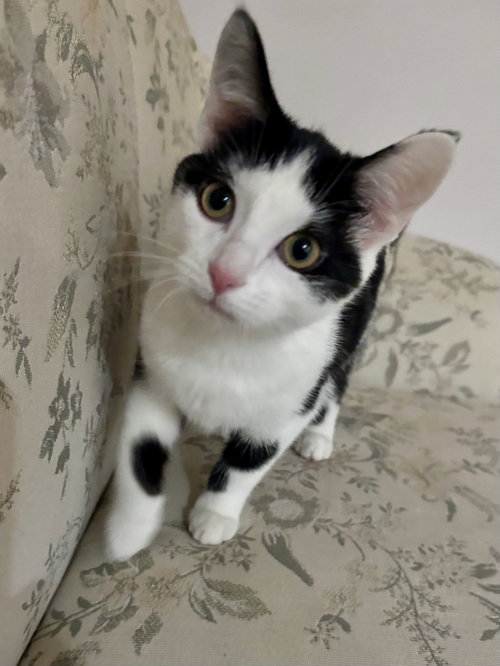 CAT - Nikita, a cat for adoption from Project Hope Animal