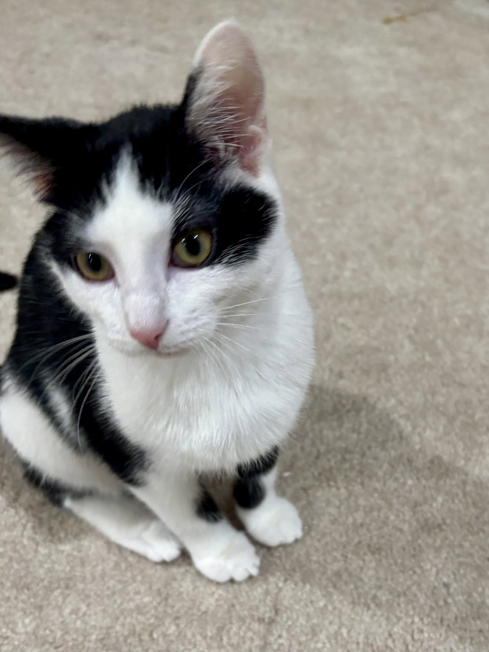 CAT - Nikita, photo 2