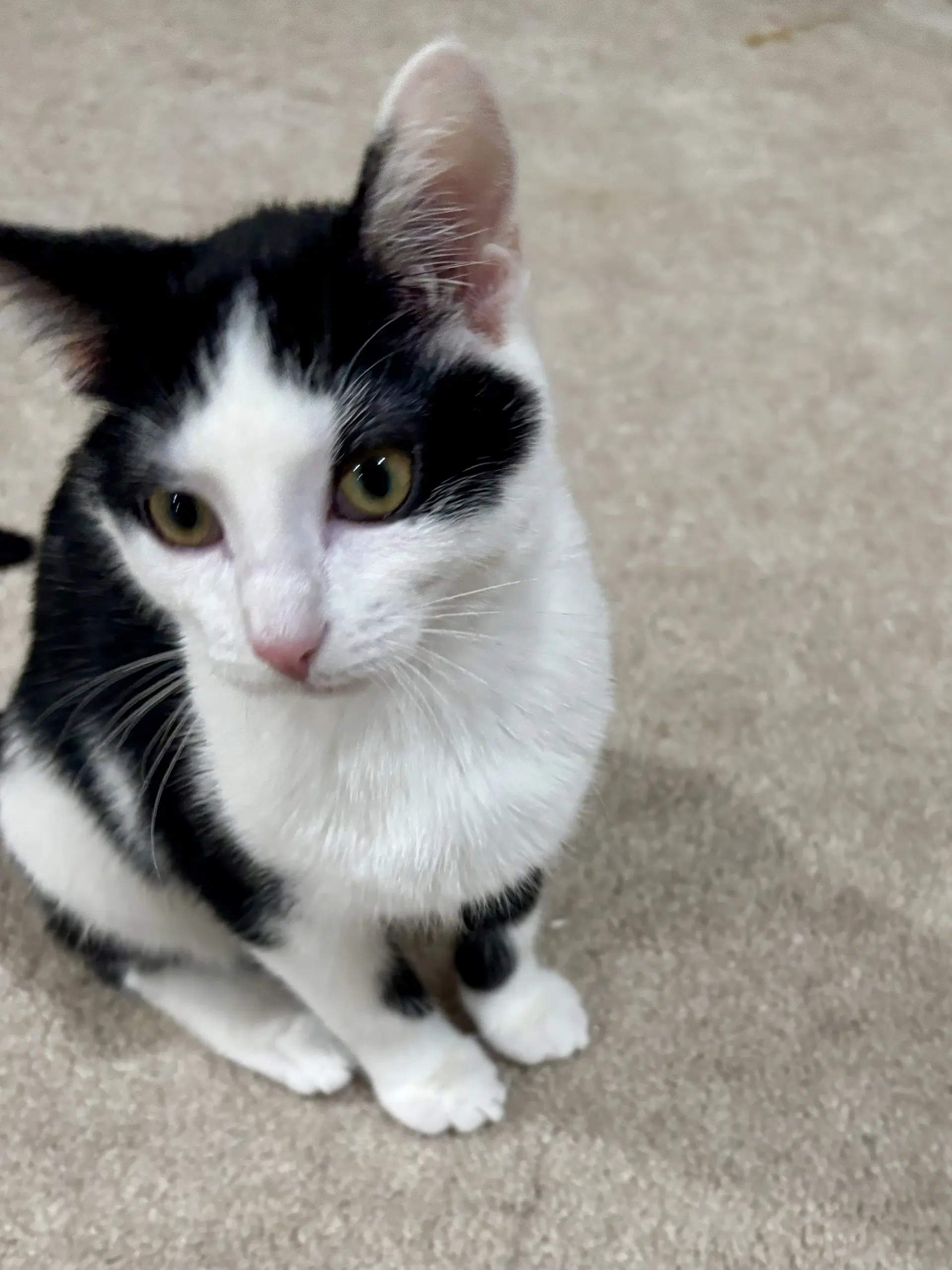 Cat - Nikita image 2