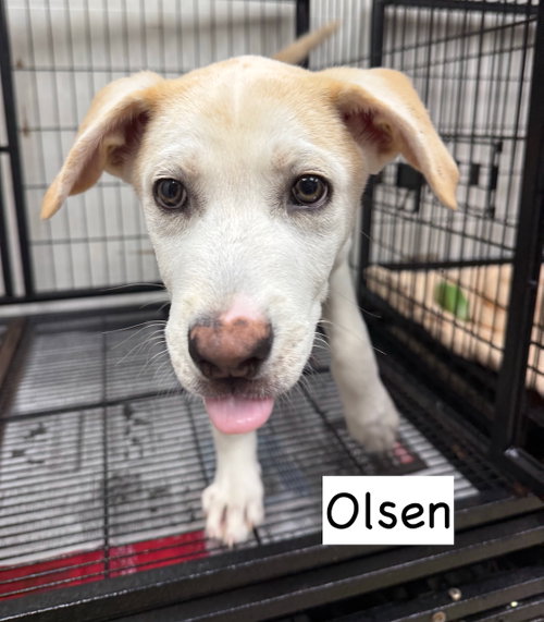 Olsen photo 2