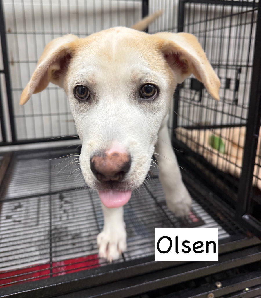 Olsen