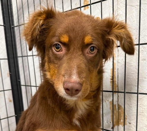 Octavia