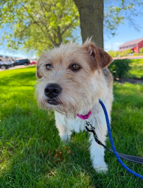 Sally, an adoptable Terrier in Gilberts, IL