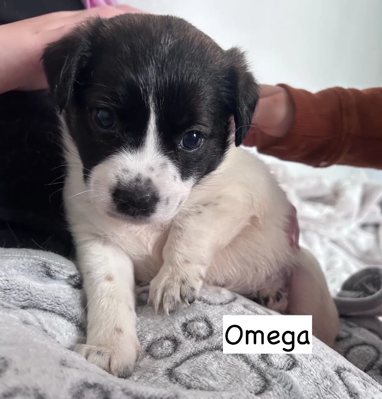 Omega - Pit Bull Terrier