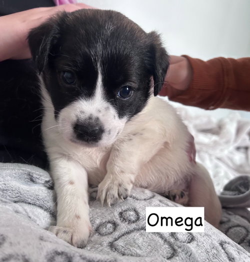 Omega