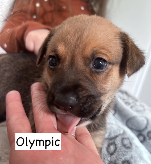 Olympic photo 4
