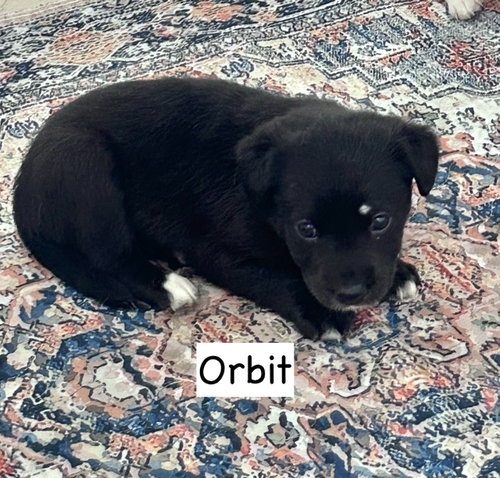 Orbit