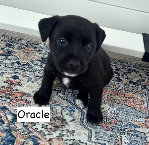 Oracle