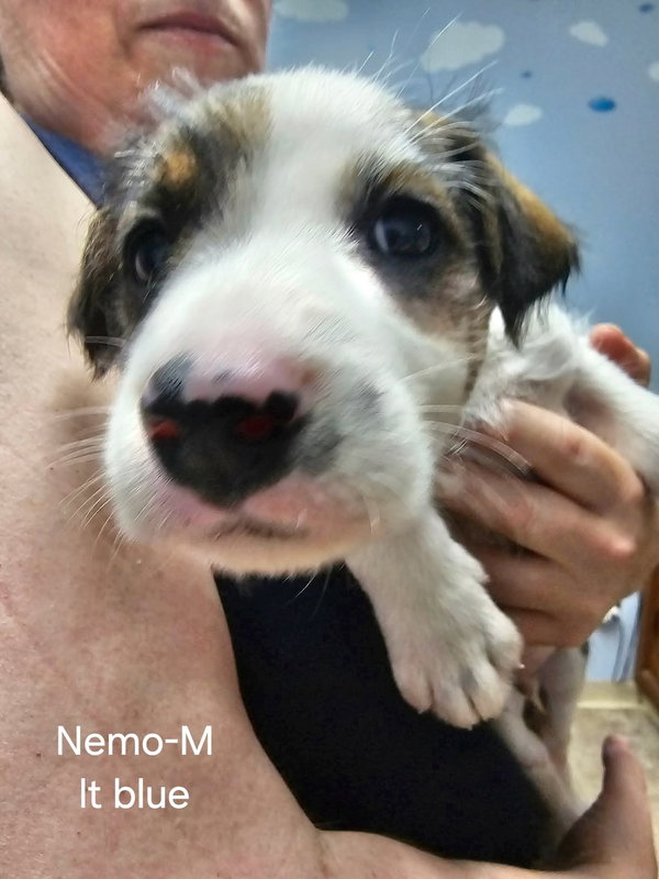 Nemo