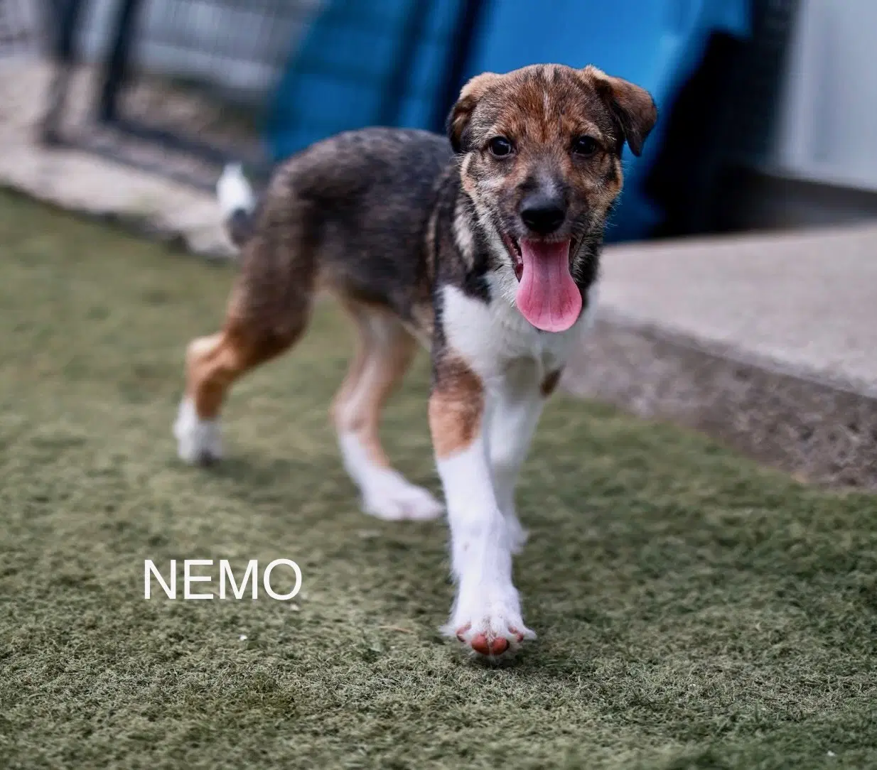 Nemo - Hound