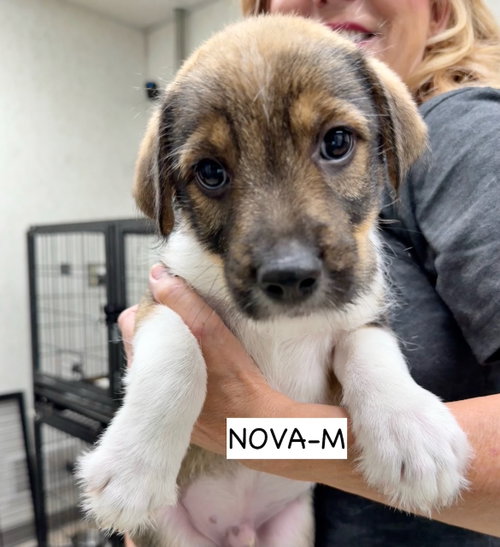 Nova, an adoptable Hound in Gilberts, IL