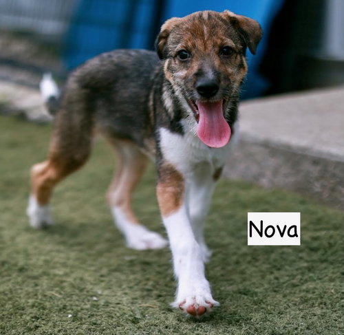 Nova