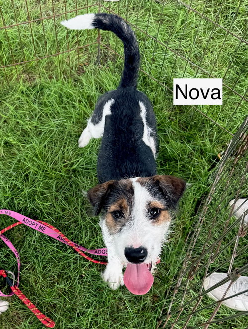 Nova