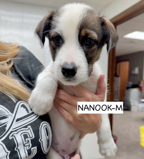 Nanook, an adoptable Terrier in Gilberts, IL
