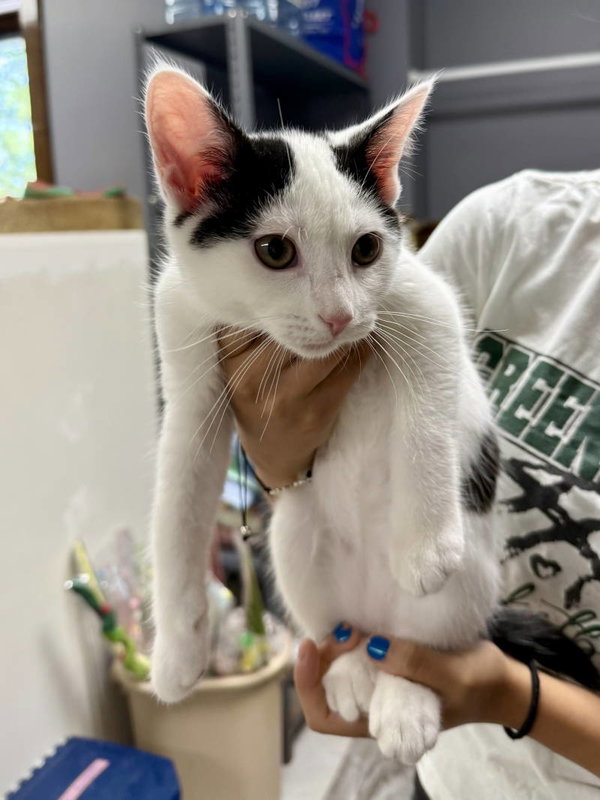 CAT - Oreo
