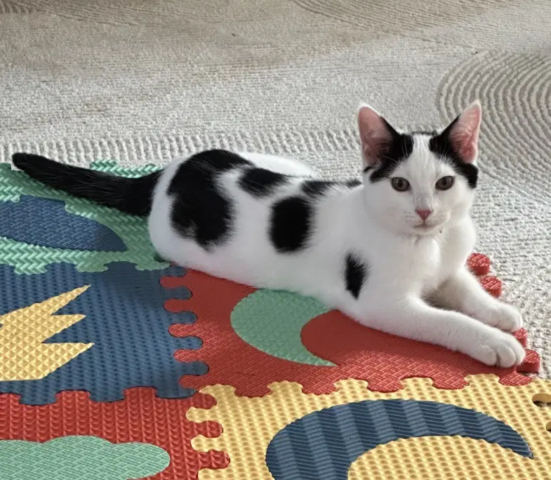 Cat - Oreo image 3