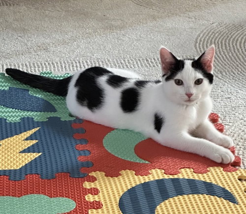 Photo 4 of CAT - Oreo