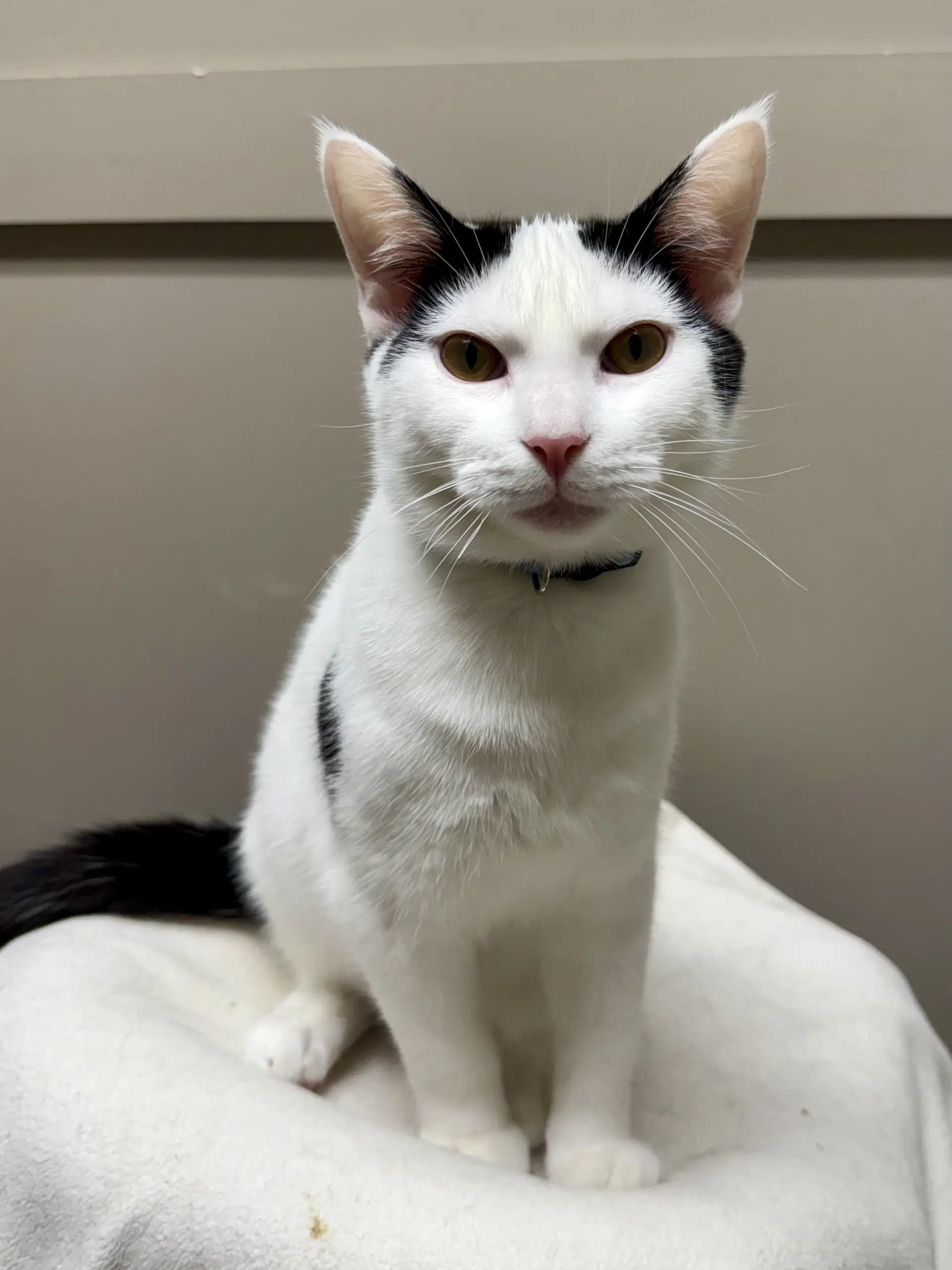 Cat - Oreo - Domestic Short Hair