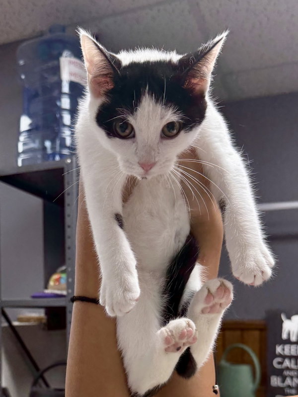 CAT - Olivia