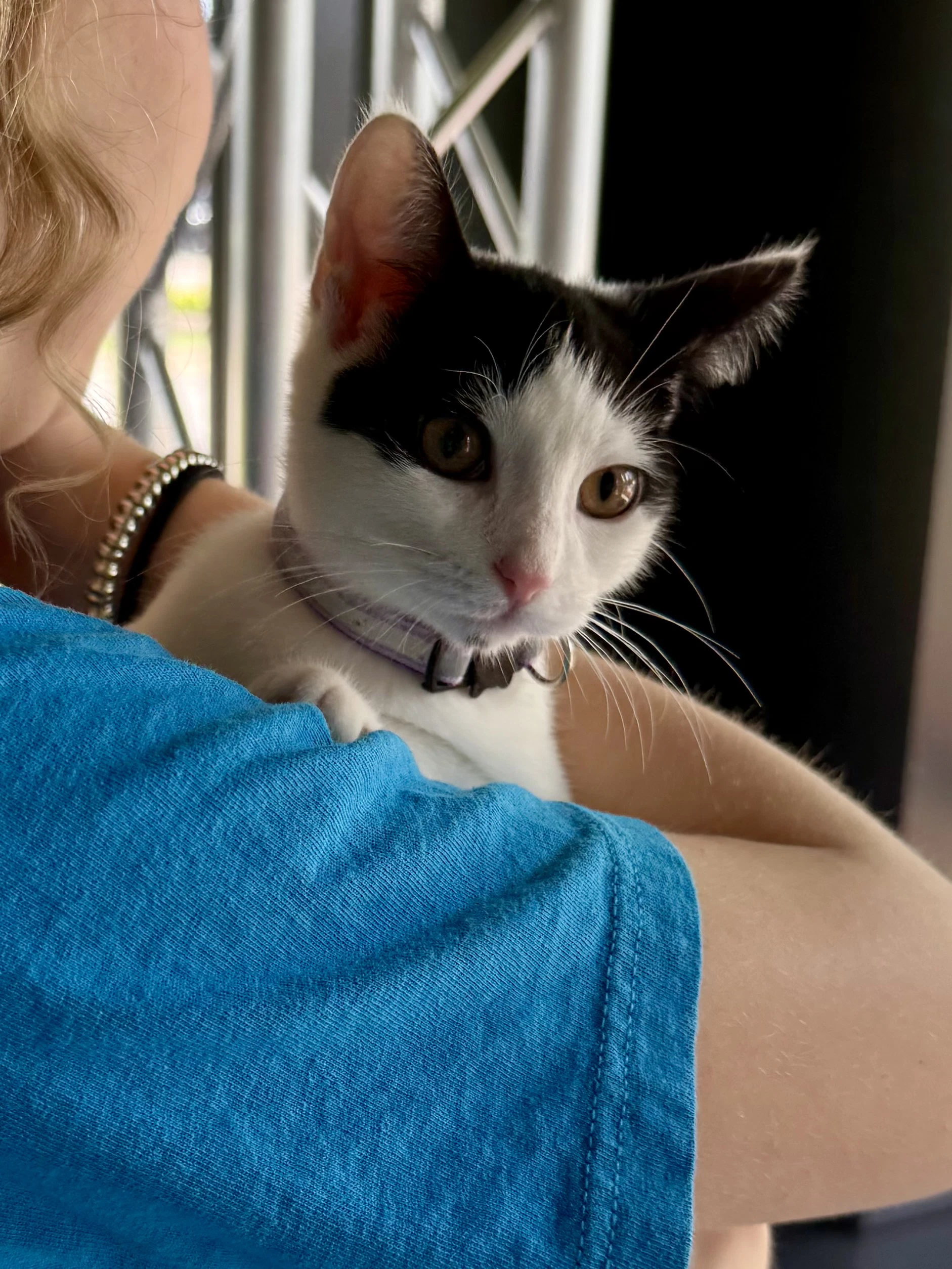 Cat - Olivia