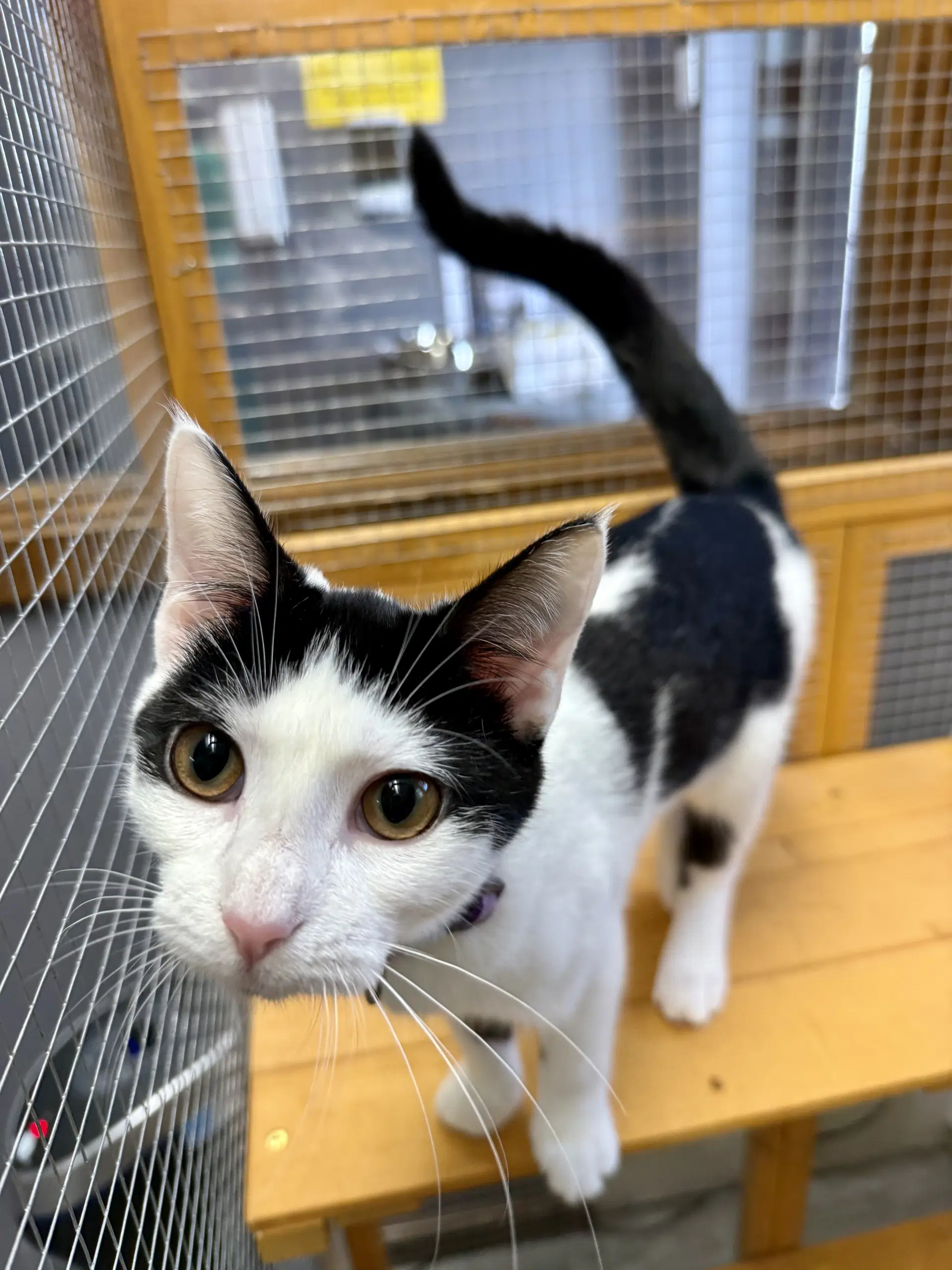 Cat - Olivia image 3