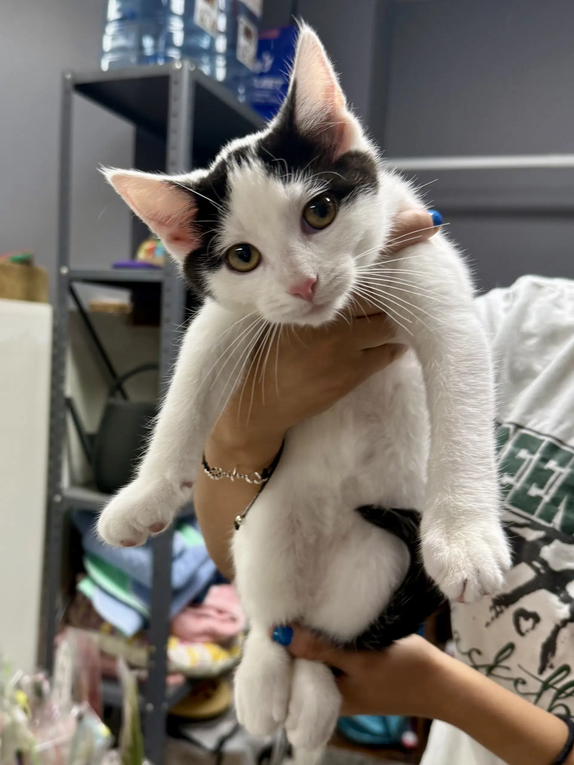 Cat - Oscar image 3
