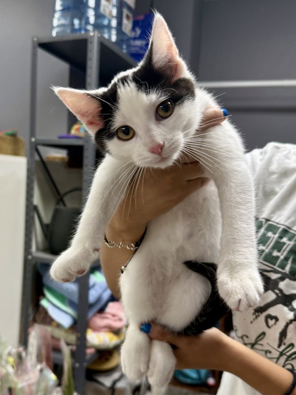 CAT - Oscar