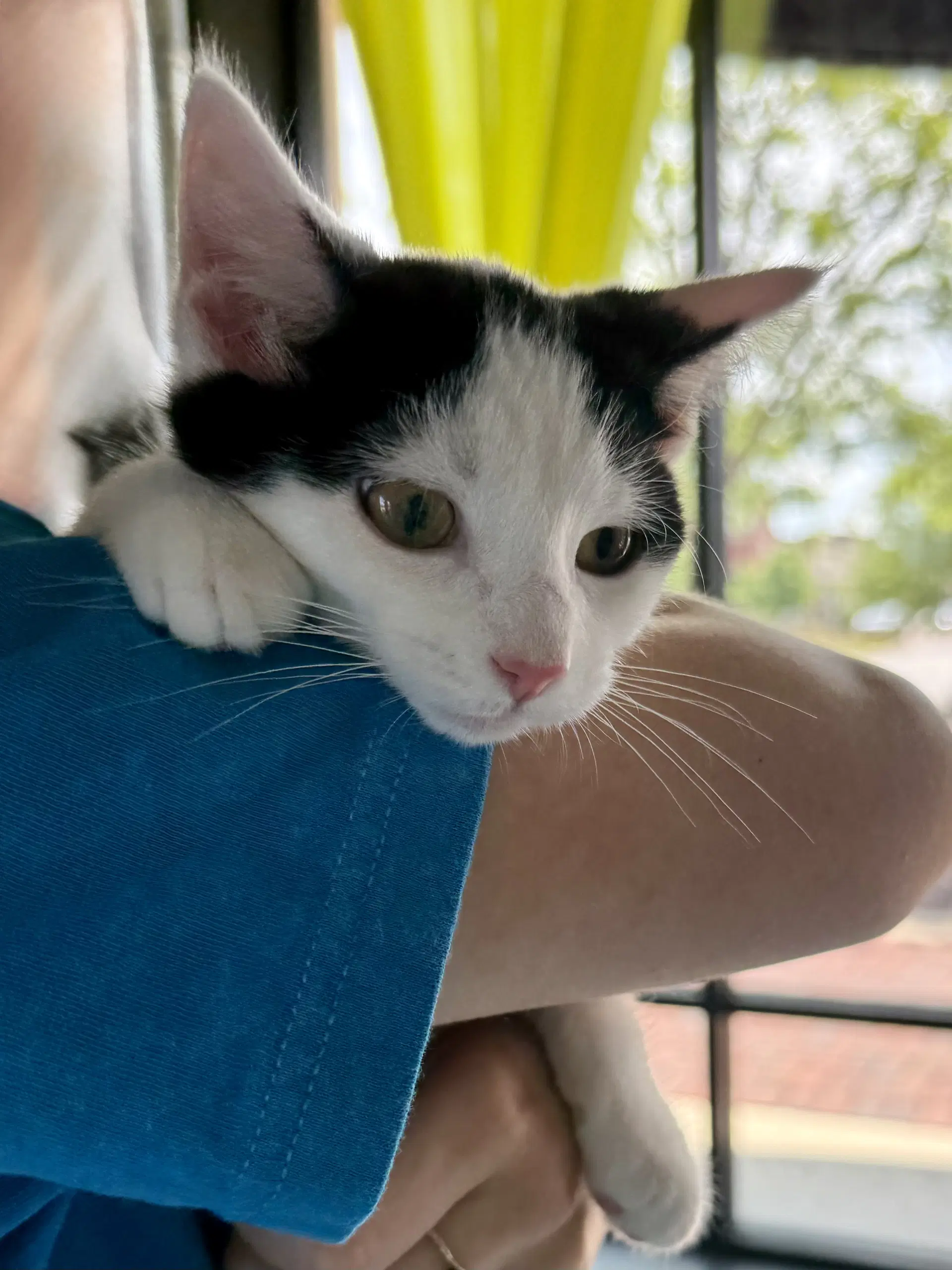 Cat - Oscar - Domestic Short Hair