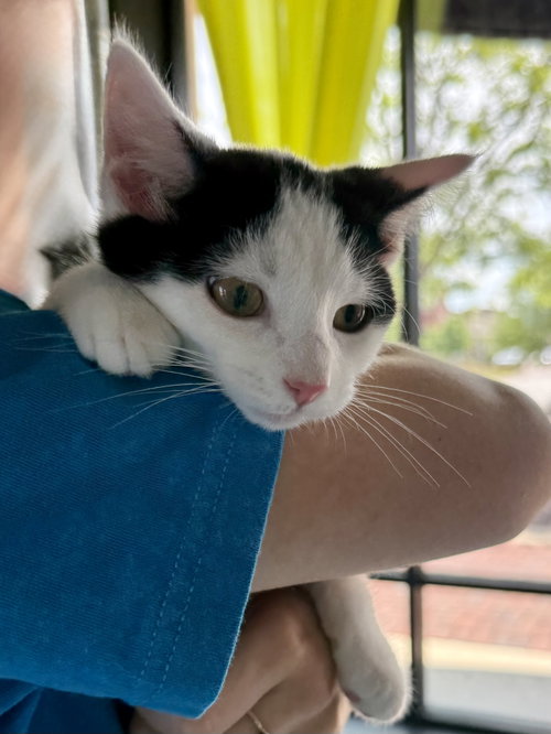CAT - Oscar, an adoptable Domestic Short Hair in Gilberts, IL