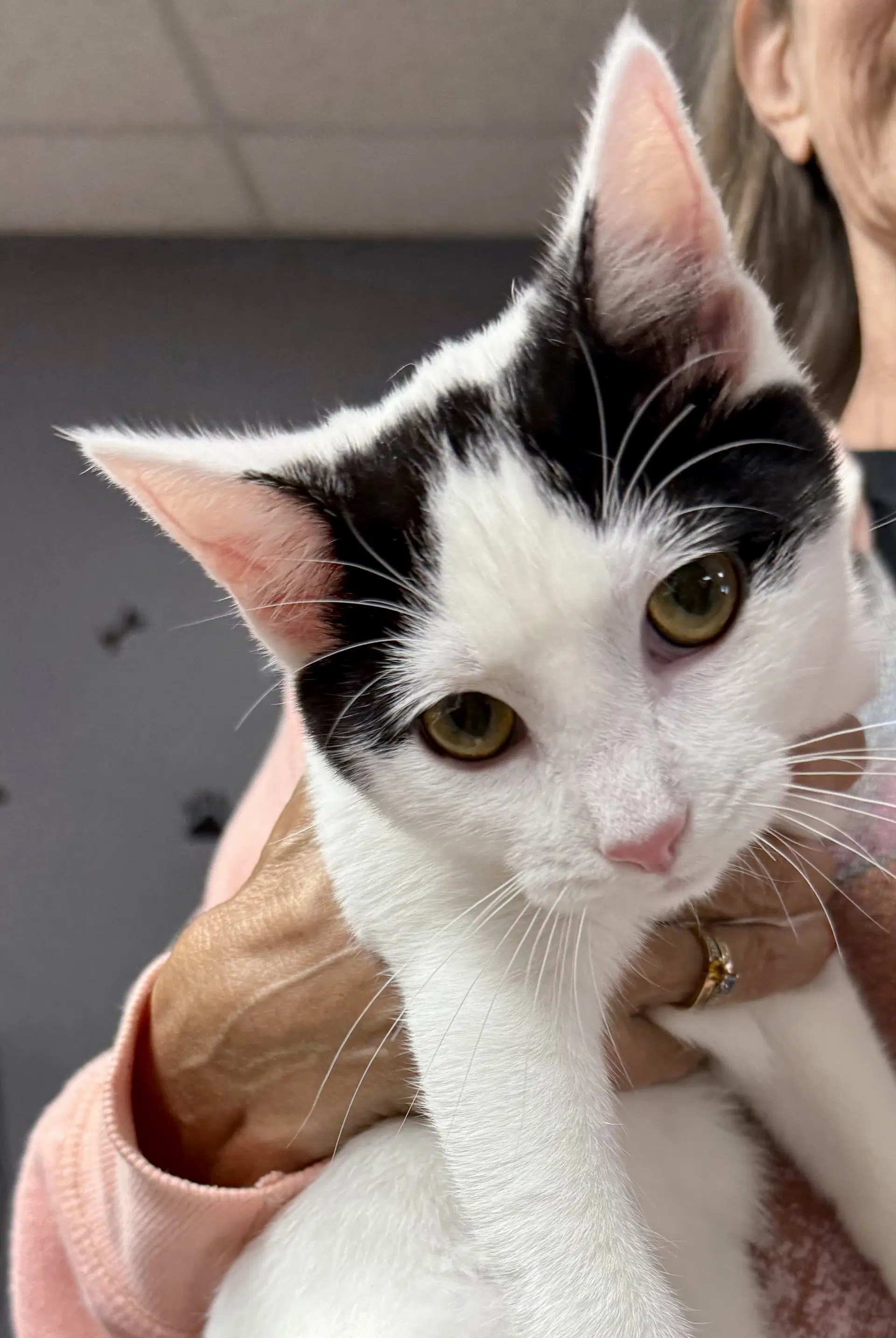 Cat - Oscar image 2