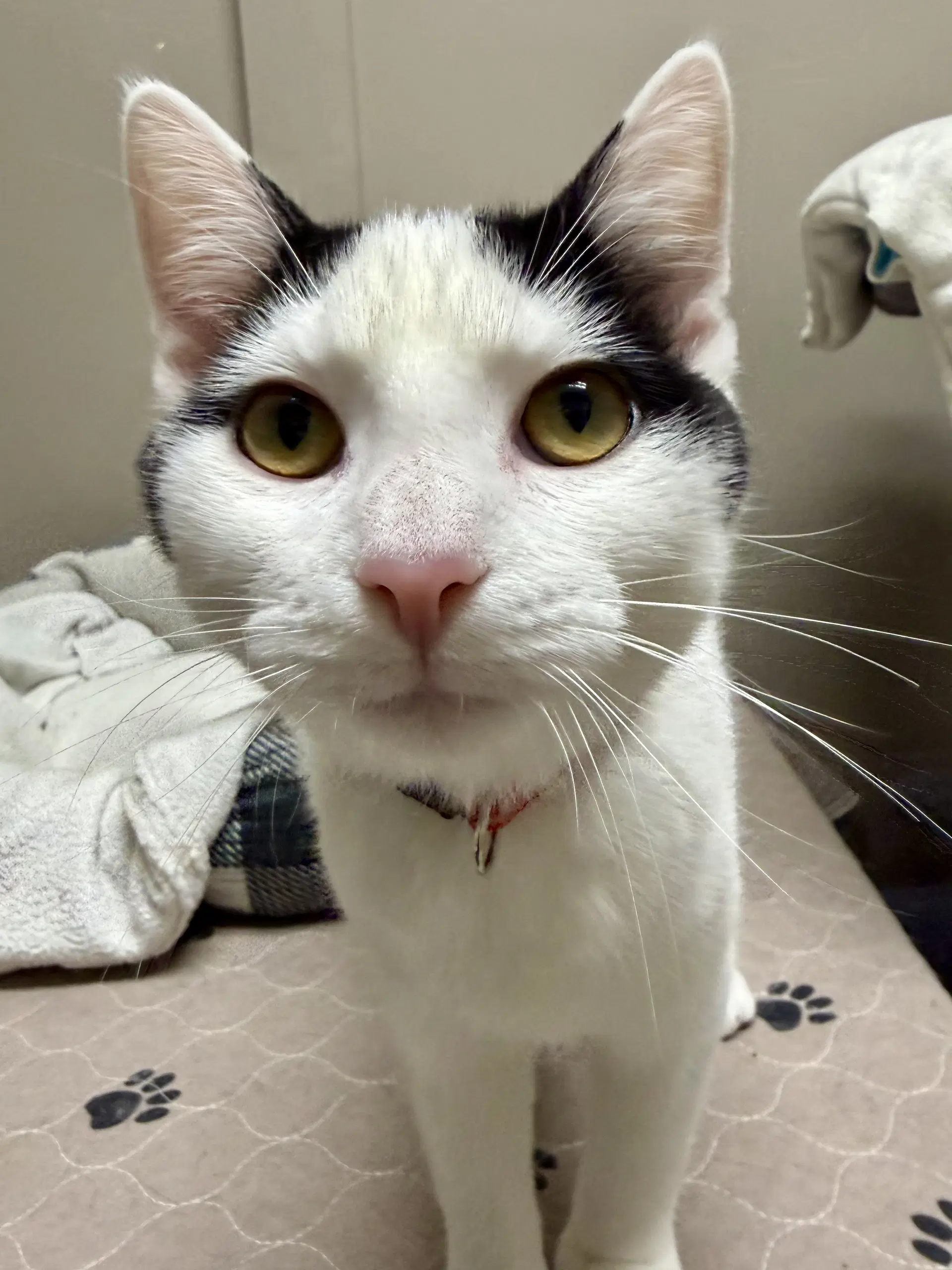 Cat - Oscar image 2