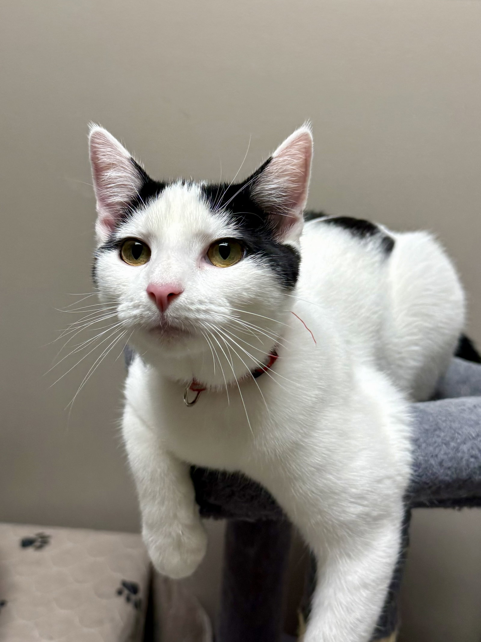 CAT - Oscar