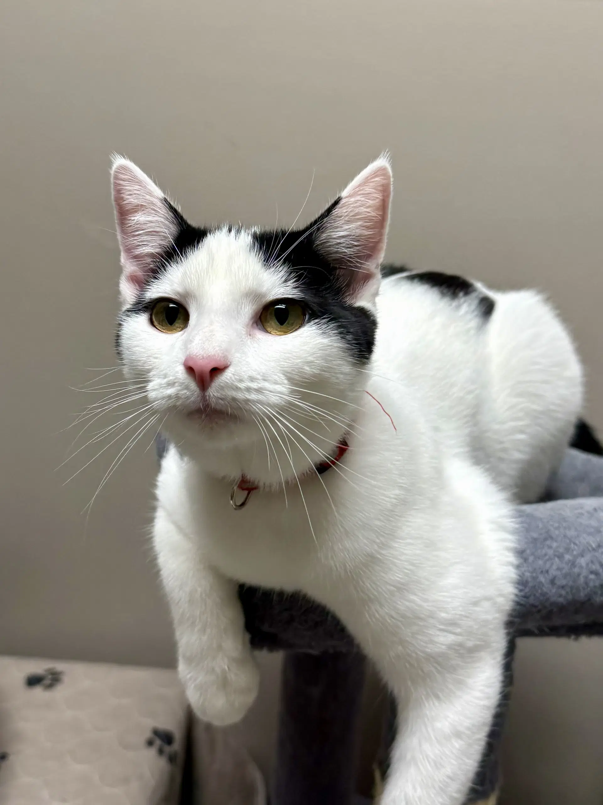 Cat - Oscar - Domestic Short Hair